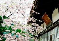 大慈寺の「てんれい桜」